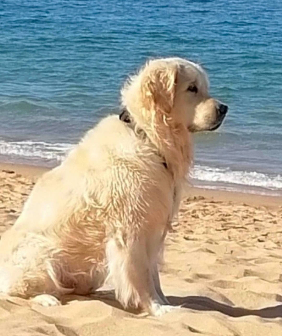 Lasko a rejoint le concours — aidez-le/la à gagner de superbes lots ! beach, canidae, carnivore, companion_dog, dog, dog_breed, dog_collar, happy, lake, non_sporting_group, ocean, sand, snout, sporting_group, tail, water, water_dog, wave, wind_wave, working_animal