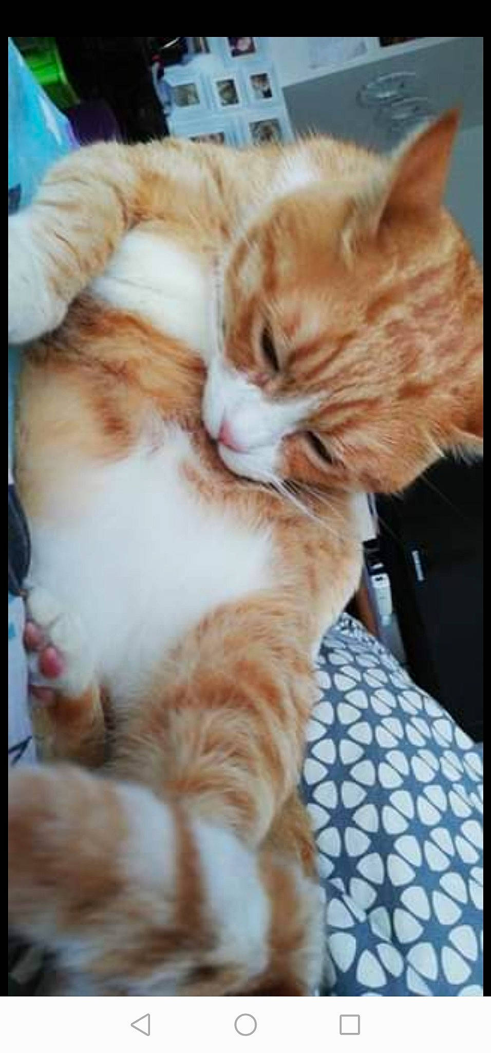 Caramelou a rejoint le concours — aidez-le/la à gagner de superbes lots ! aegean_cat, american_shorthair, asian, carnivore, cat, cymric, domestic_short_haired_cat, ear, european_shorthair, fawn, felidae, fur, kitten, mammal, photo_caption, polydactyl_cat, small_to_medium_sized_cats, tabby_cat, whiskers