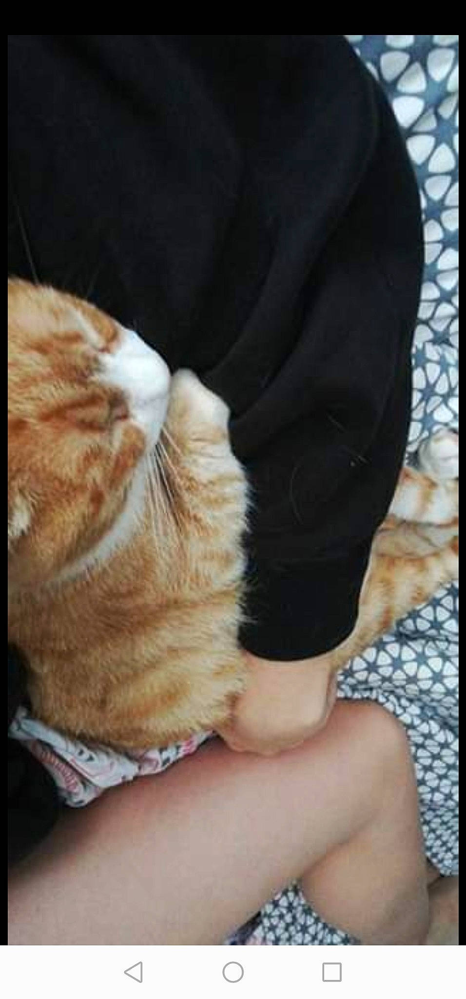 Caramelou participe au concours pour gagner de l'argent avec cette photo : carnivore, cat, ear, fawn, felidae, fur, headgear, nap, skin, small_to_medium_sized_cats, tail, whiskers