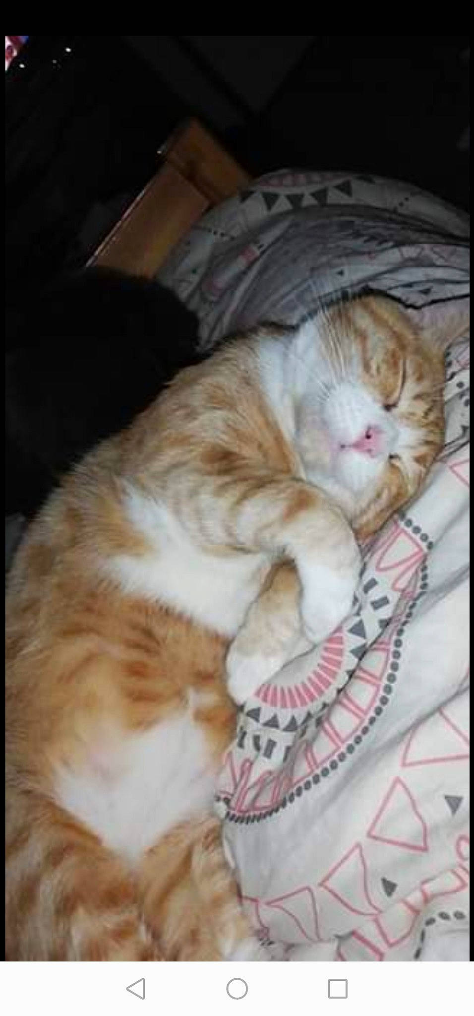 Caramelou participe au concours pour gagner de l'argent avec cette photo : american_shorthair, asian, carnivore, cat, domestic_short_haired_cat, european_shorthair, eye, felidae, fur, kitten, mammal, nap, norwegian_forest_cat, nose, scottish_fold, small_to_medium_sized_cats, snout, tabby_cat, tail, whiskers