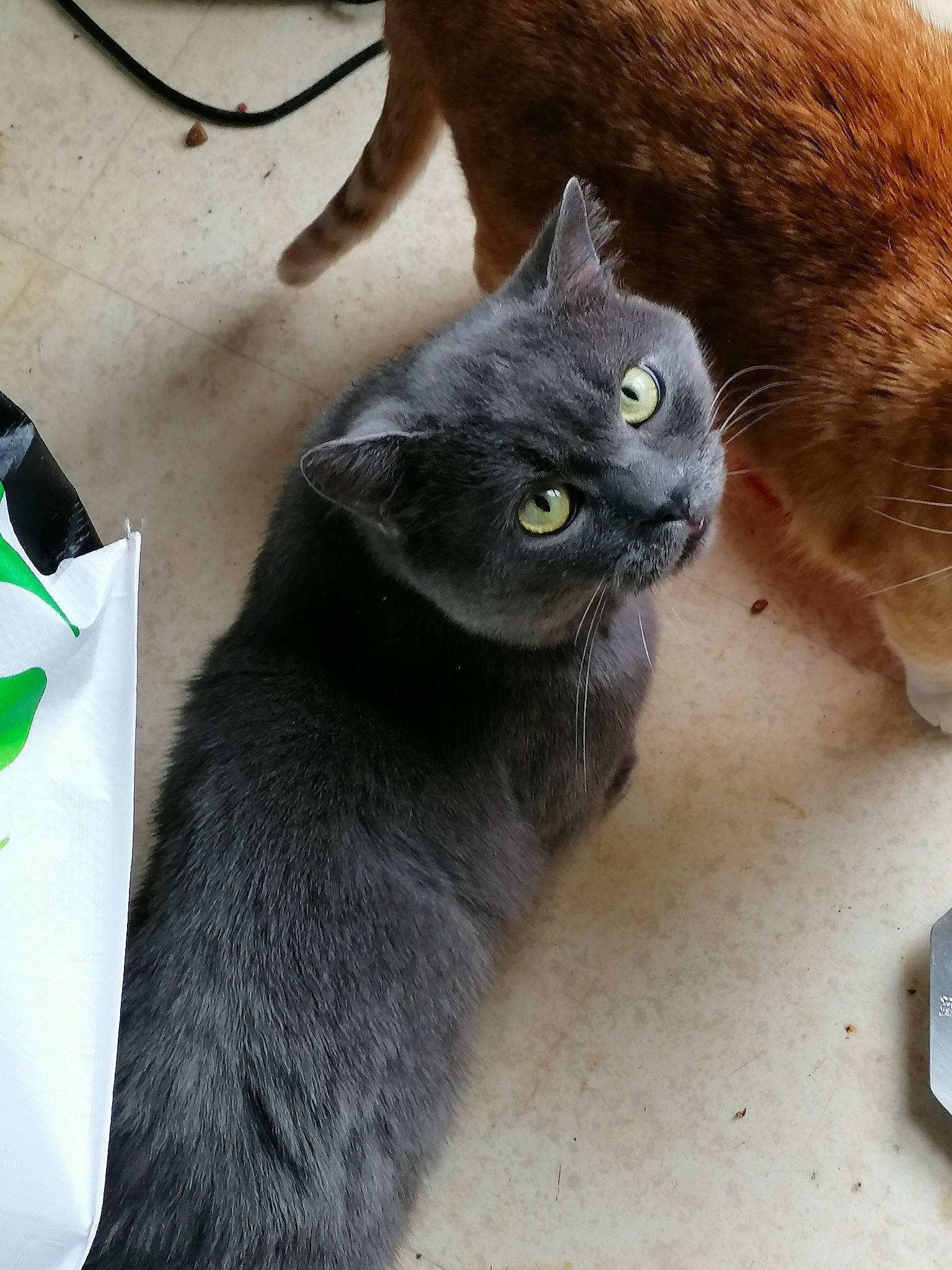 Tresor a rejoint le concours — aidez-le/la à gagner de superbes lots ! black_cat, british_shorthair, burmese, carnivore, cat, chartreux, domestic_short_haired_cat, european_shorthair, felidae, fur, kitten, korat, mammal, nebelung, russian_blue, small_to_medium_sized_cats, snout, tail, whiskers