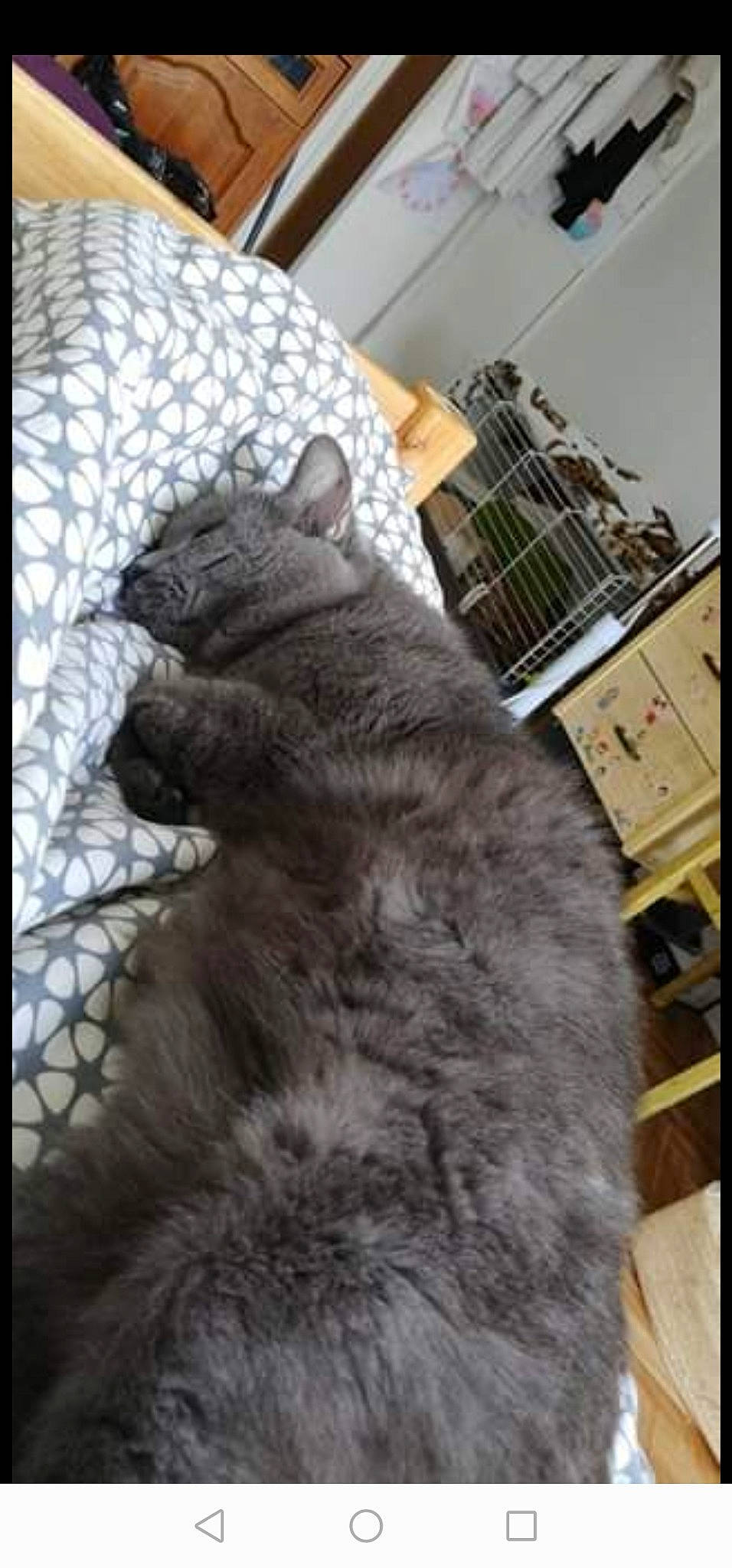 Tresor participe au concours pour gagner de l'argent avec cette photo : american_shorthair, british_longhair, british_shorthair, carnivore, cat, chartreux, domestic_short_haired_cat, european_shorthair, felidae, fur, kitten, korat, mammal, nebelung, russian_blue, small_to_medium_sized_cats, snout, tabby_cat, vertebrate, whiskers