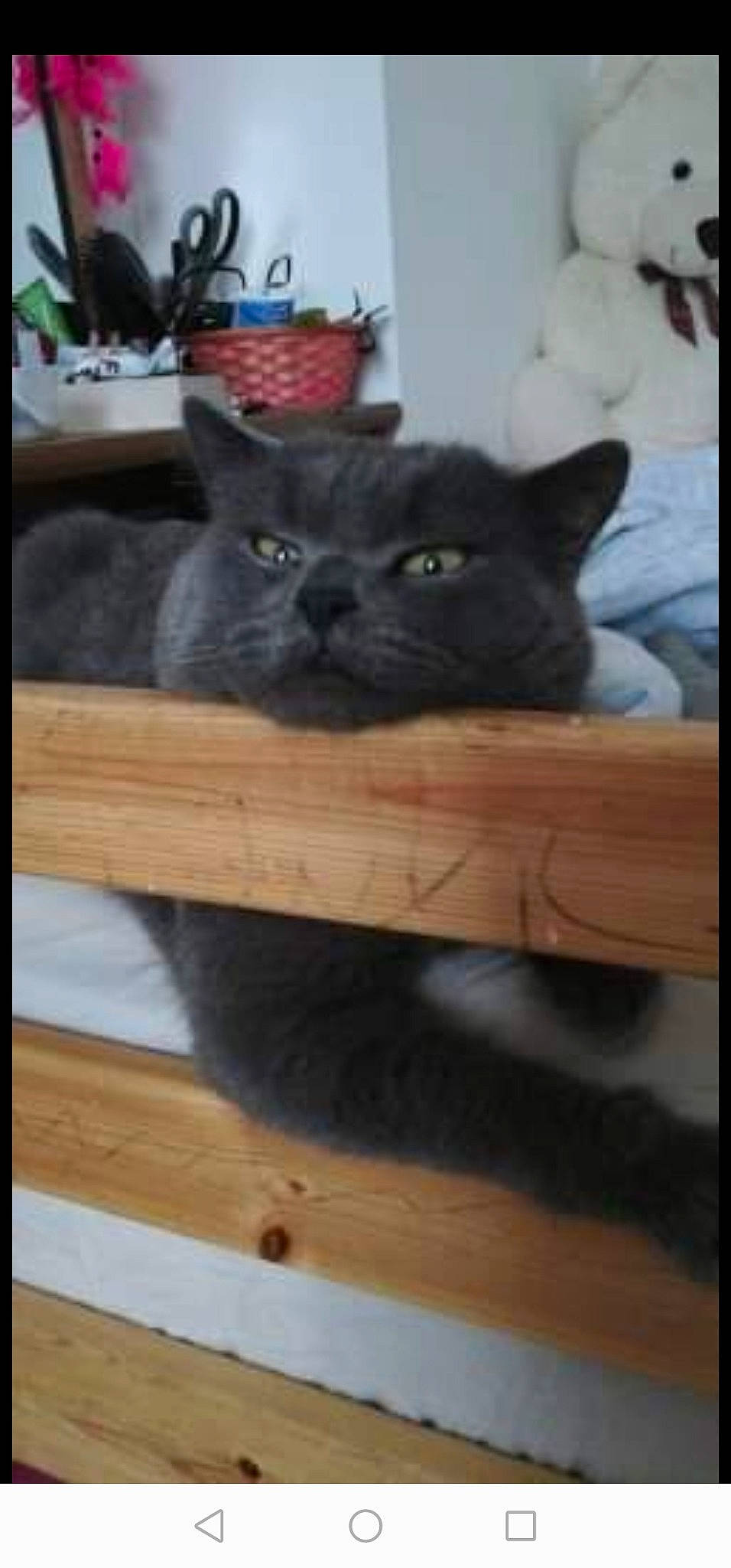 Tresor a rejoint le concours — aidez-le/la à gagner de superbes lots ! black_cat, british_longhair, british_shorthair, burmese, carnivore, cat, chartreux, domestic_short_haired_cat, fawn, felidae, kitten, korat, mammal, nebelung, russian_blue, scottish_fold, small_to_medium_sized_cats, whiskers