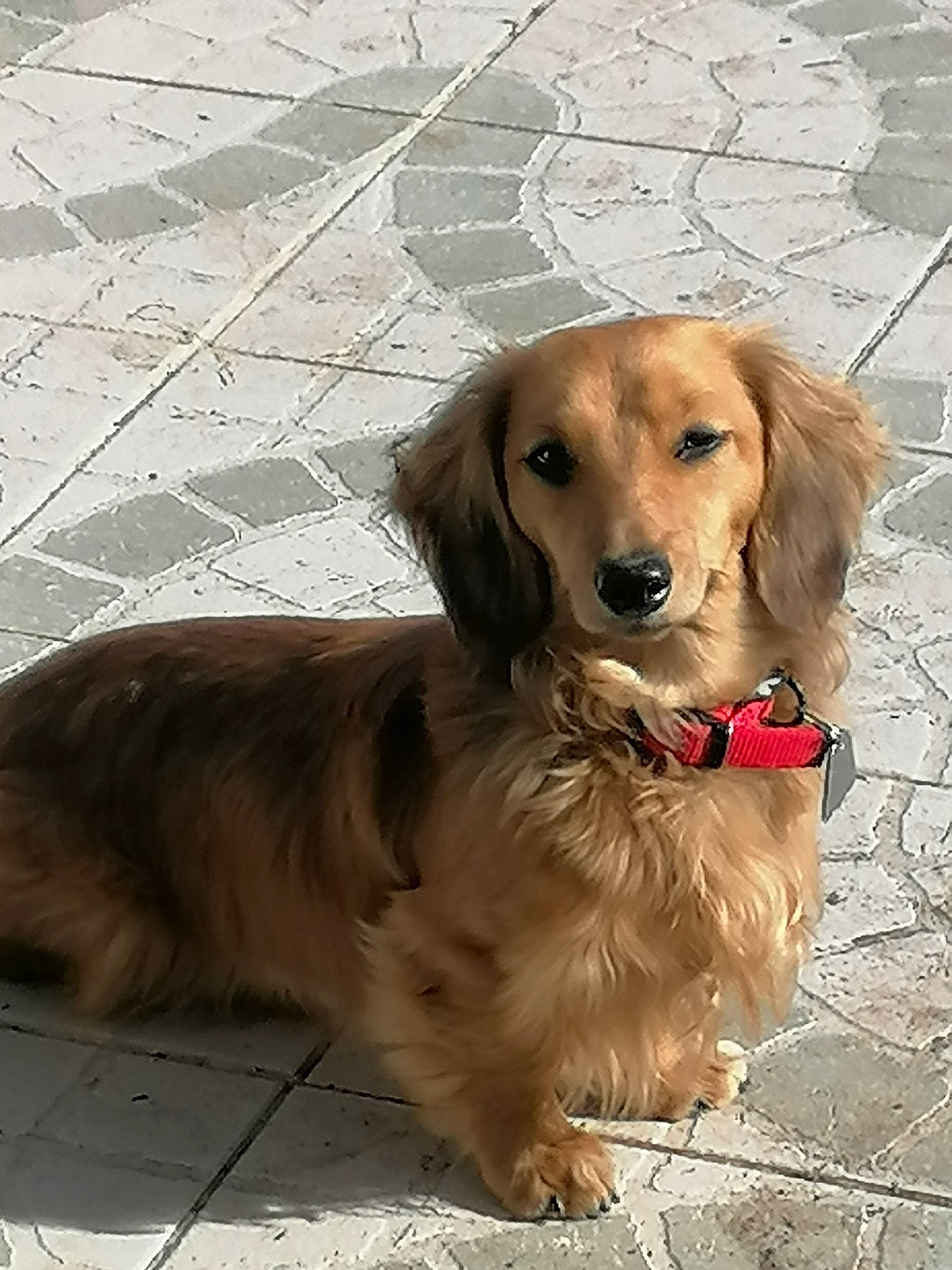 Poppy participe au concours pour gagner de l'argent avec cette photo : canidae, carnivore, companion_dog, dachshund, dog, dog_breed, fawn, golden_retriever, mammal, puppy, rare_breed_dog, retriever, small_greek_domestic_dog, snout, sporting_group, street_dog, vertebrate