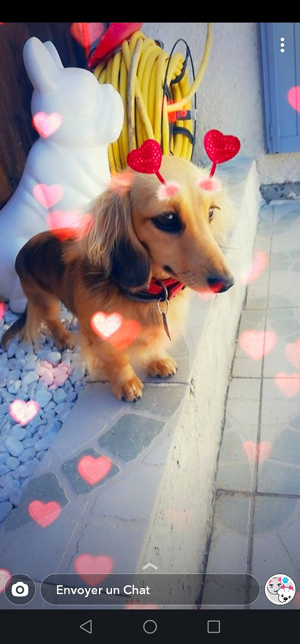 Poppy a rejoint le concours — aidez-le/la à gagner de superbes lots ! canidae, carnivore, companion_dog, dachshund, dog, dog_breed, fawn, snout