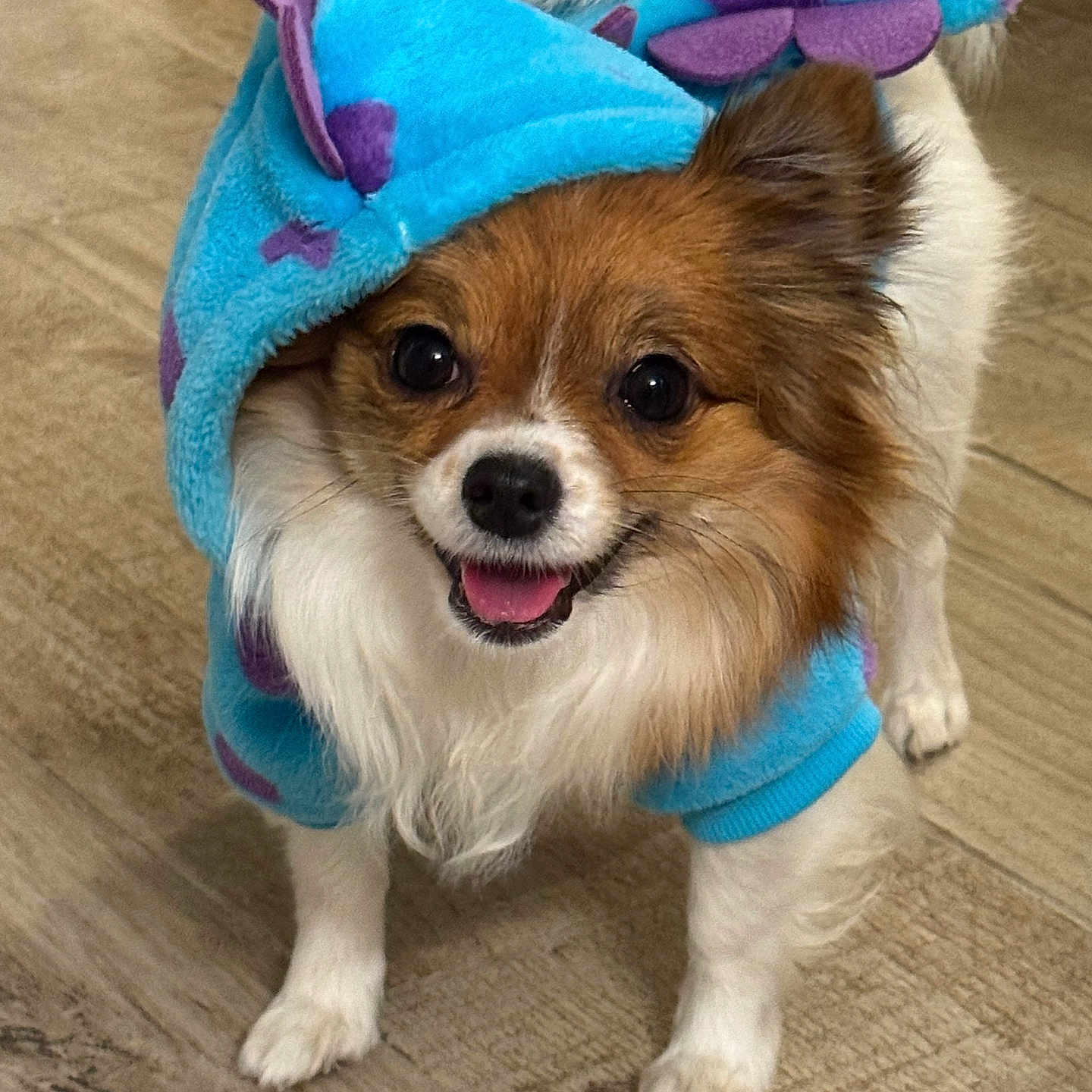 Luna joined the competition — help win amazing prizes! animal, blue_hoodie, canine, clothing, companion, cute, dog, ears, fur, happy, hoodie, indoor, looking_at_camera, pet, purple_spots, small_dog, smiling, standing, tongue_out, wooden_floor