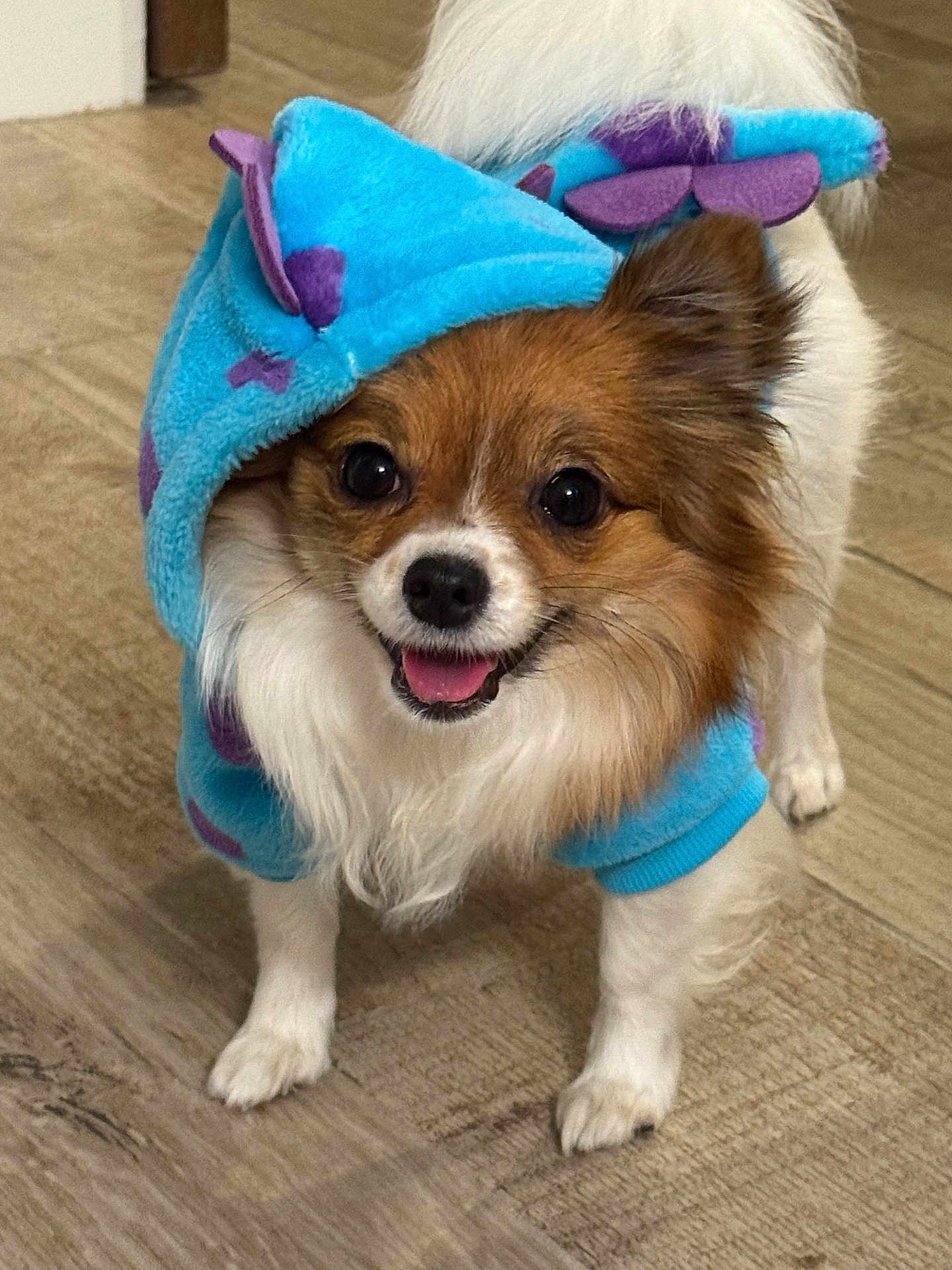Luna joined the competition — help win amazing prizes! dog, small_dog, hoodie, blue_hoodie, purple_spots, pet, canine, happy, tongue_out, indoor, wooden_floor, fur, ears, clothing, cute, smiling, standing, looking_at_camera, animal, companion