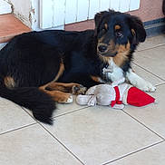 Aladin a rejoint le concours — aidez-le/la à gagner de superbes lots ! dog, puppy, stuffed_toy, toy, floor, tile_floor, indoor, black_fur, brown_fur, white_fur, pet, animal, cute, lying_down, collar, dog_tag, ears, tail, paw, looking_away