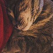 Louilou participe au concours pour gagner de l'argent avec cette photo : cat, tabby, sleeping, closeup, whiskers, feline, fur, cozy, rest, nap, red_blanket, pet, animal, cute, domestic_cat, peaceful, indoor, soft_light, relaxation, warm