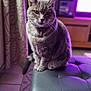 Louilou participe au concours pour gagner de l'argent avec cette photo : cat, tabby, pet, indoor, leather_ottoman, furniture, living_room, curtains, television, purple_light, floor_tile, collar, tag, portrait, sitting, whiskers, ears, tail, cozy, home
