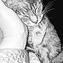 Louilou participe au concours pour gagner de l'argent avec cette photo : cat, sleeping, hand, close_up, black_and_white, feline, fur, whiskers, cozy, resting, pet, companion, comfort, soft, domestic_animal, cute, relaxed, animal, mammal, peaceful