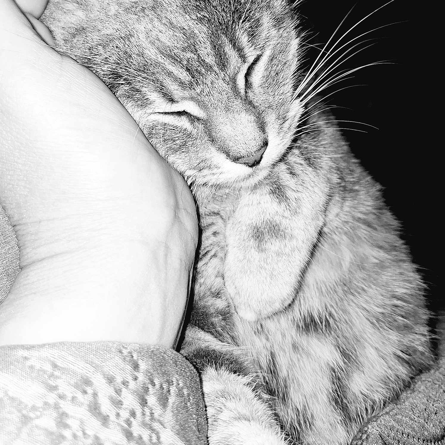 Louilou participe au concours pour gagner de l'argent avec cette photo : animal, black_and_white, cat, close_up, comfort, companion, cozy, cute, domestic_animal, feline, fur, hand, mammal, peaceful, pet, relaxed, resting, sleeping, soft, whiskers