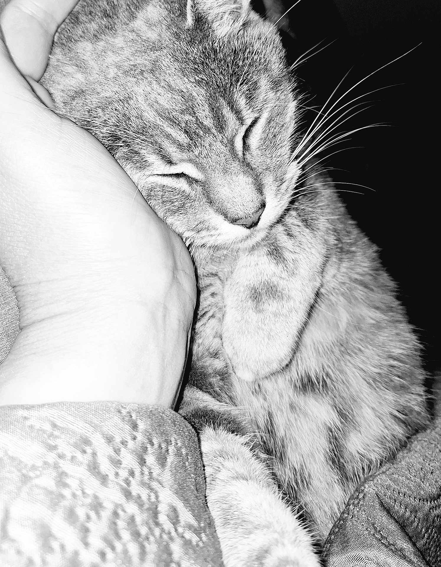 Louilou participe au concours pour gagner de l'argent avec cette photo : cat, sleeping, hand, close_up, black_and_white, feline, fur, whiskers, cozy, resting, pet, companion, comfort, soft, domestic_animal, cute, relaxed, animal, mammal, peaceful