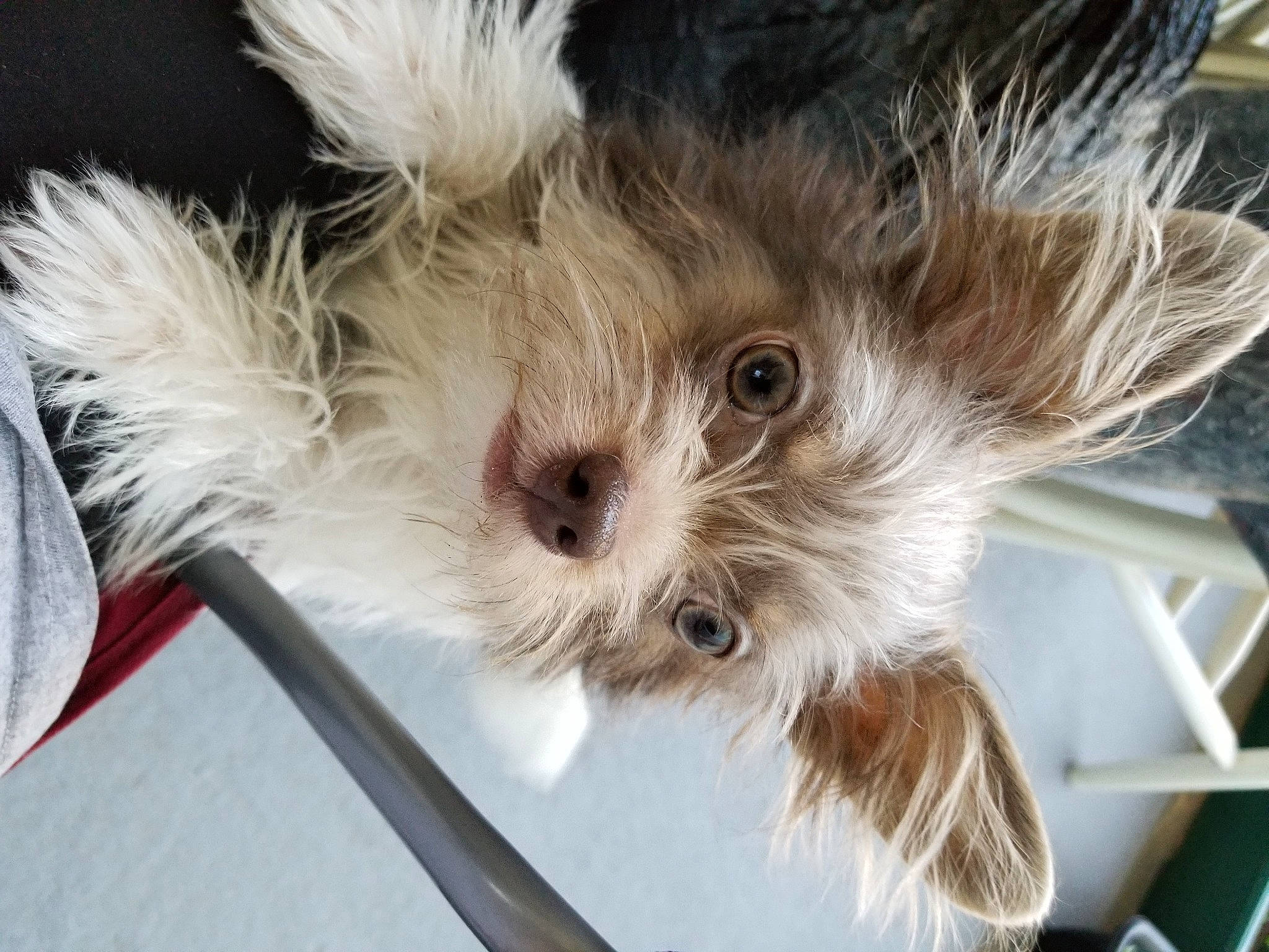 Bailey is registered to the contest to win money with this photo: canidae, carnivore, companion_dog, dog, dog_breed, fashion_accessory, fawn, felidae, fur, maltepoo, plant, puppy, small_terrier, small_to_medium_sized_cats, snout, sporting_group, terrestrial_animal, terrier, toy_dog, whiskers