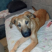 Alpha participe au concours pour gagner de l'argent avec cette photo : dog, puppy, bed, blanket, couch, pillow, indoor, pet, animal, canine, fur, ears, eyes, nose, legs, relaxing, home, comfort, resting, cute