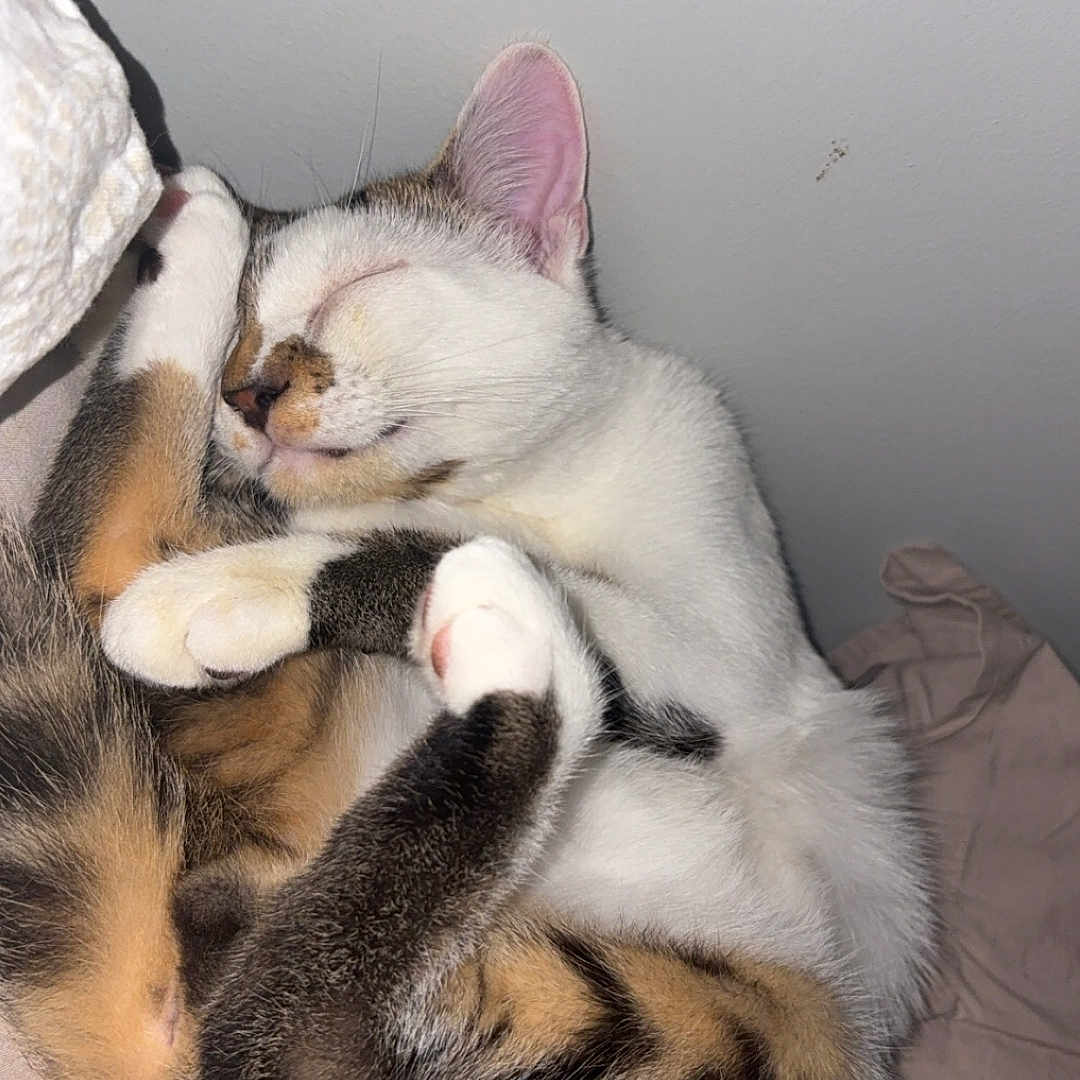 Cookie a rejoint le concours — aidez-le/la à gagner de superbes lots ! black_fur, brown_fur, cat, close_up, cozy, curled_up, cute, domestic_animal, ears, feline, fur, indoor, paws, pet, relaxed, resting, sleeping, tabby, whiskers, white_fur