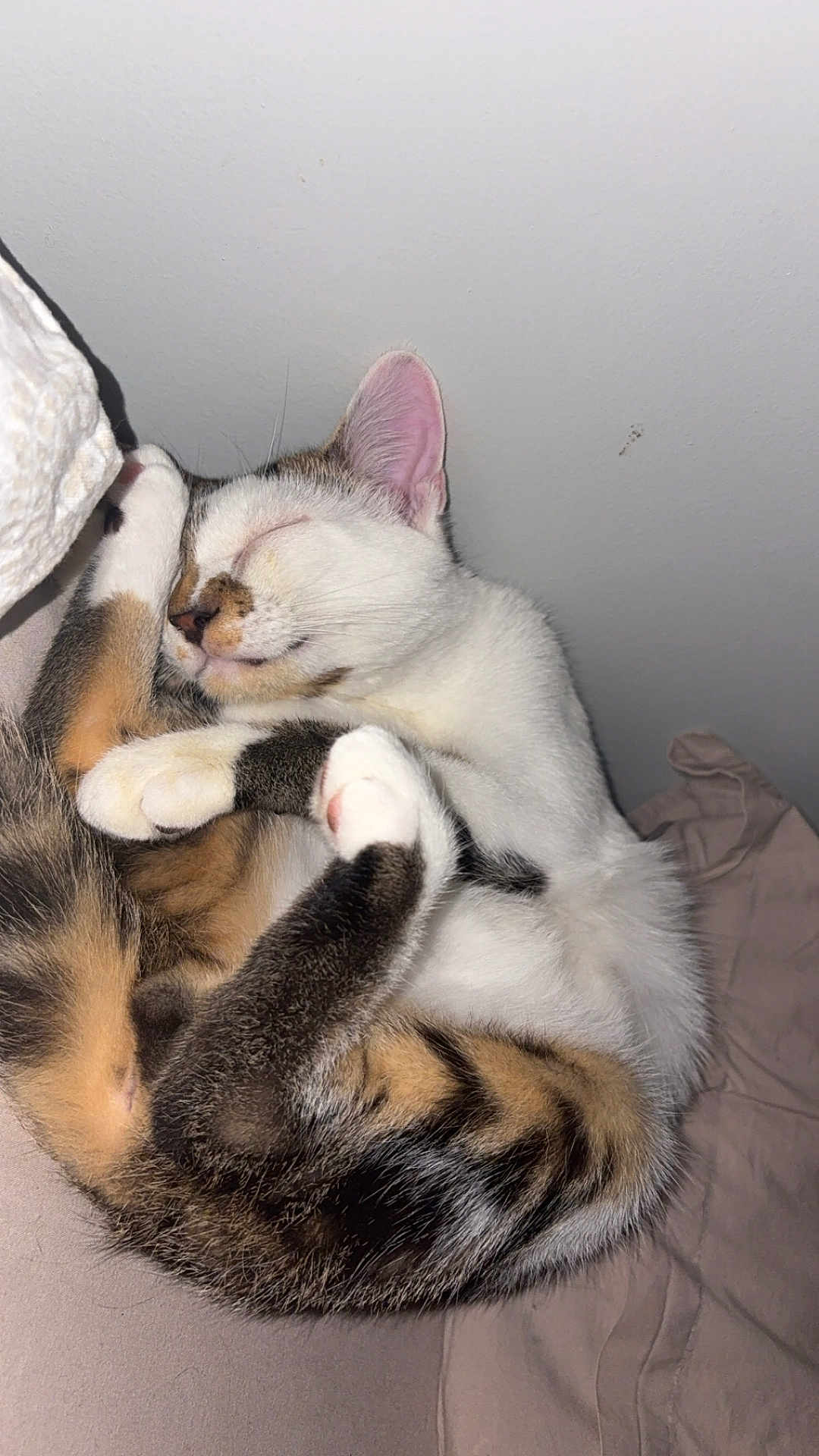 Cookie a rejoint le concours — aidez-le/la à gagner de superbes lots ! cat, sleeping, cozy, fur, paws, whiskers, ears, cute, domestic_animal, pet, resting, curled_up, indoor, feline, tabby, white_fur, brown_fur, black_fur, relaxed, close_up