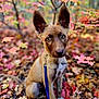 animal, autumn, brown_fur, curious, cute, dog, ears, eyes, fall_colors, forest, ground, leash, leaves, nature, outdoor, pet, puppy, sitting, tree, young