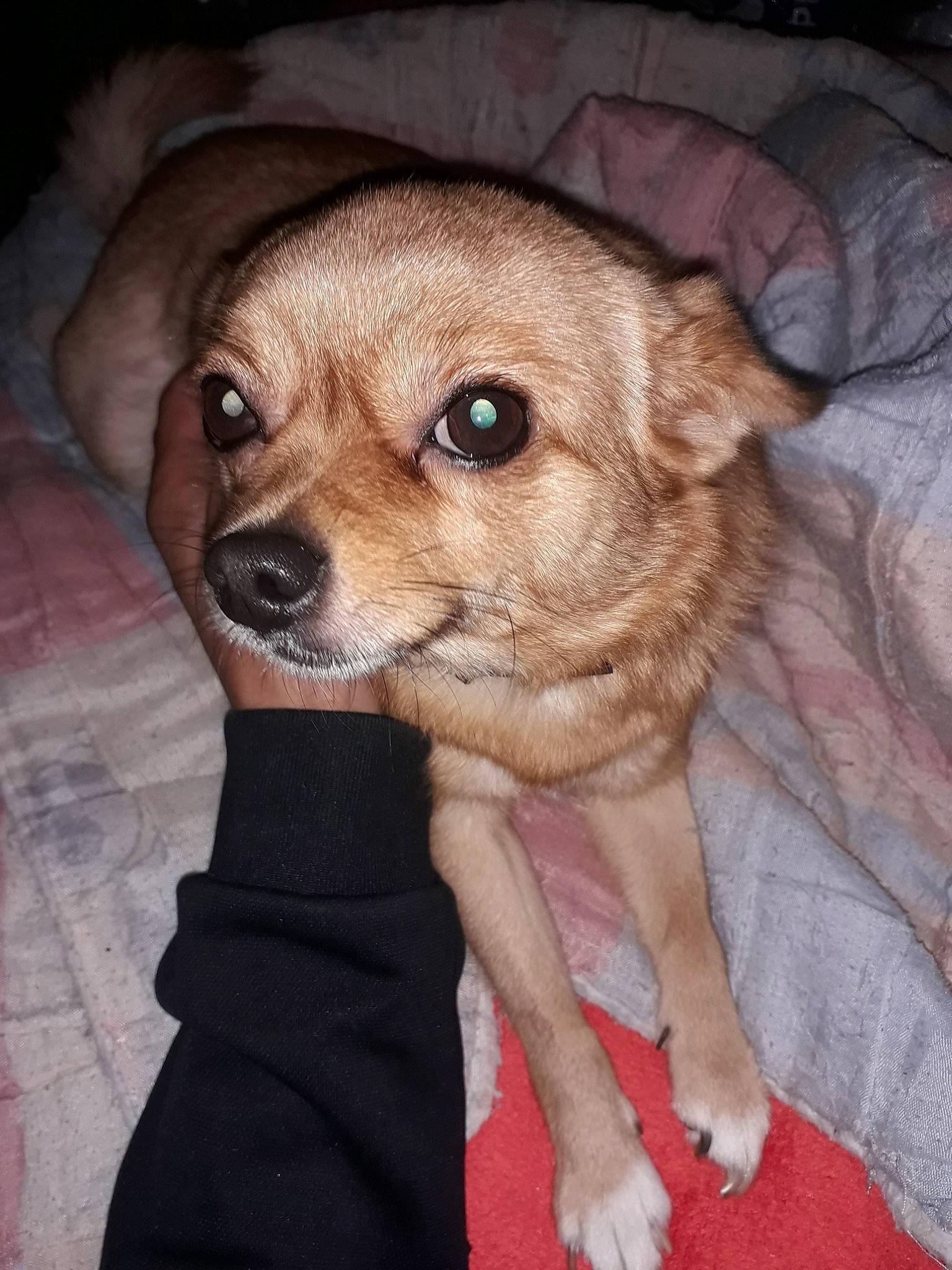 Luna participe au concours pour gagner de l'argent avec cette photo : canidae, carnivore, chihuahua, companion_dog, dog, dog_breed, fawn, mammal, puggle, puppy, puppy_love, snout, sporting_group, vertebrate