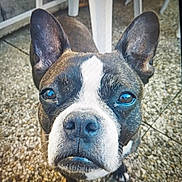 Lucie participe au concours pour gagner de l'argent avec cette photo : animal, black_and_white, boston_terrier, canine, close_up, curious, dog, ears, expression, face, floor, furry, outdoor, paw, pebble, pet, portrait, snout, standing, white_chair