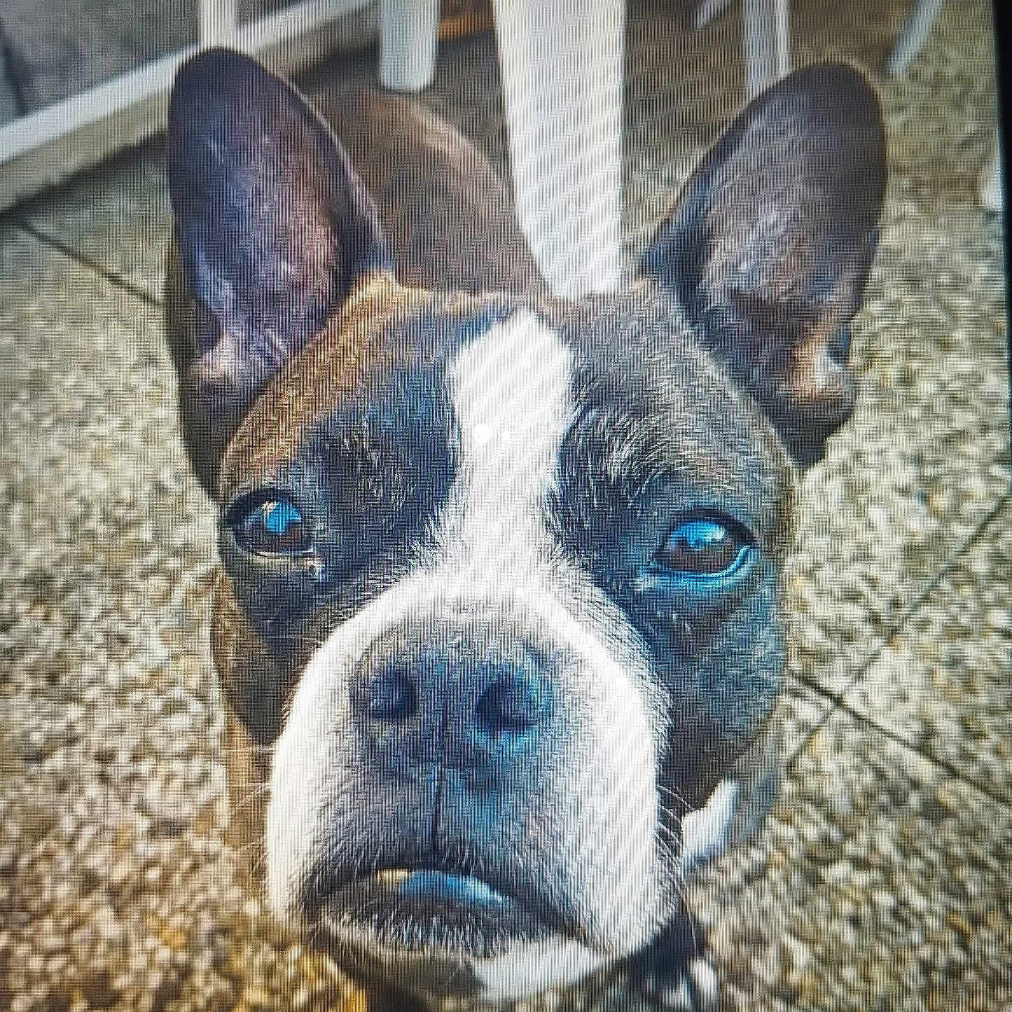 Lucie