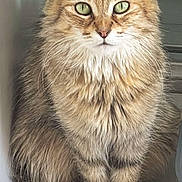 Coco participe au concours pour gagner de l'argent avec cette photo : cat, fluffy, green_eyes, sitting, tail, fur, pet, animal, cute, indoor, portrait, feline, whiskers, tabby, cozy, closeup, looking, ears, domestic_cat, resting