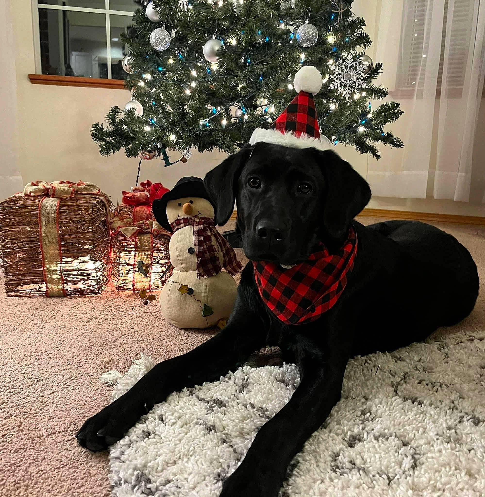 Selah joined the competition — help win amazing prizes! ball, carnivore, christmas, christmas_decoration, christmas_ornament, christmas_tree, collar, companion_dog, dog, dog_breed, dog_collar, dog_supply, fawn, holiday_ornament, ornament, plant, snout, tree, white, window
