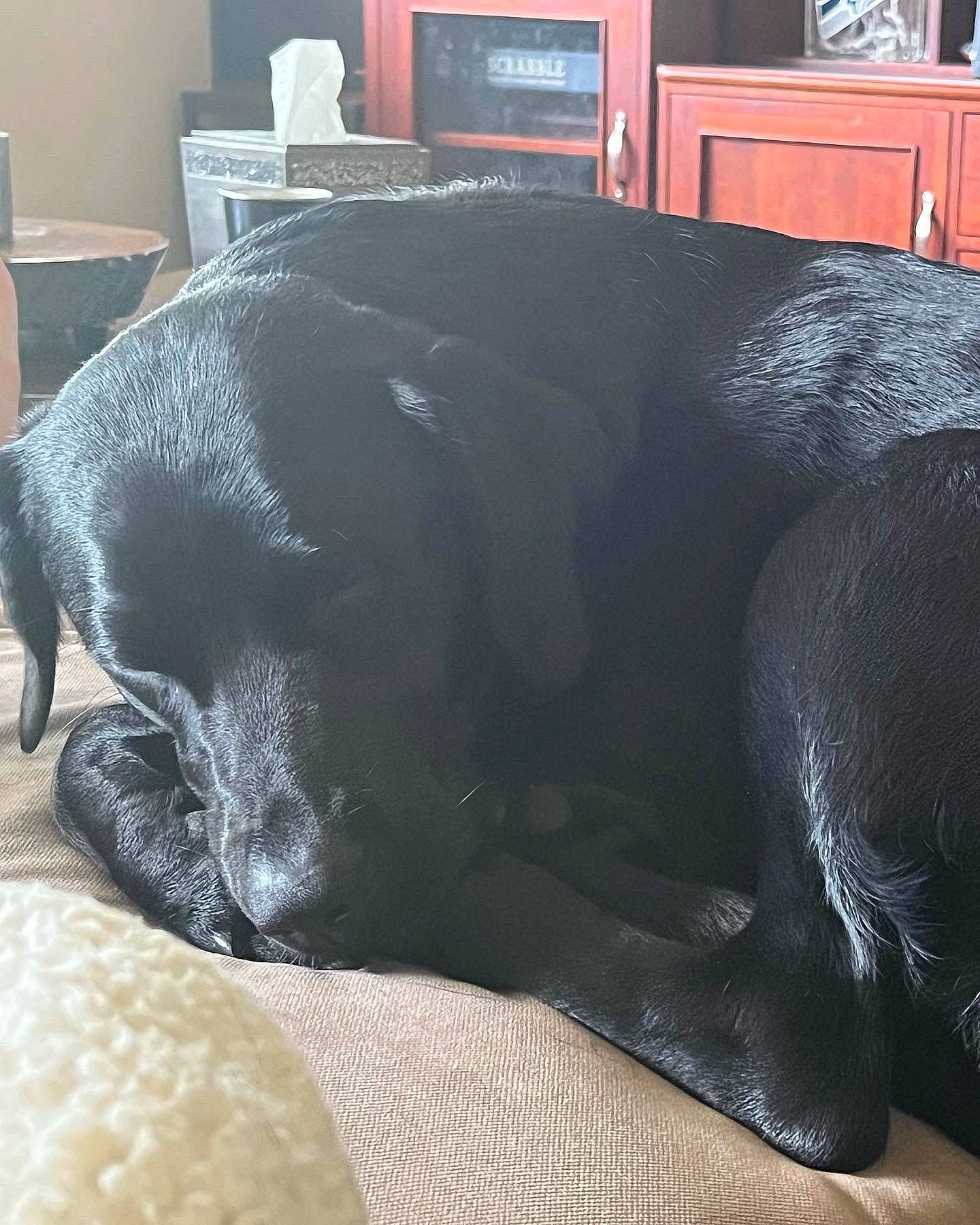 Selah joined the competition — help win amazing prizes! bed, black, black_cat, carnivore, comfort, companion_dog, dog, dog_breed, fawn, fish, fur, grey, pet_supply, snout, sporting_group, studio_couch, tail, terrestrial_animal, whiskers, working_animal