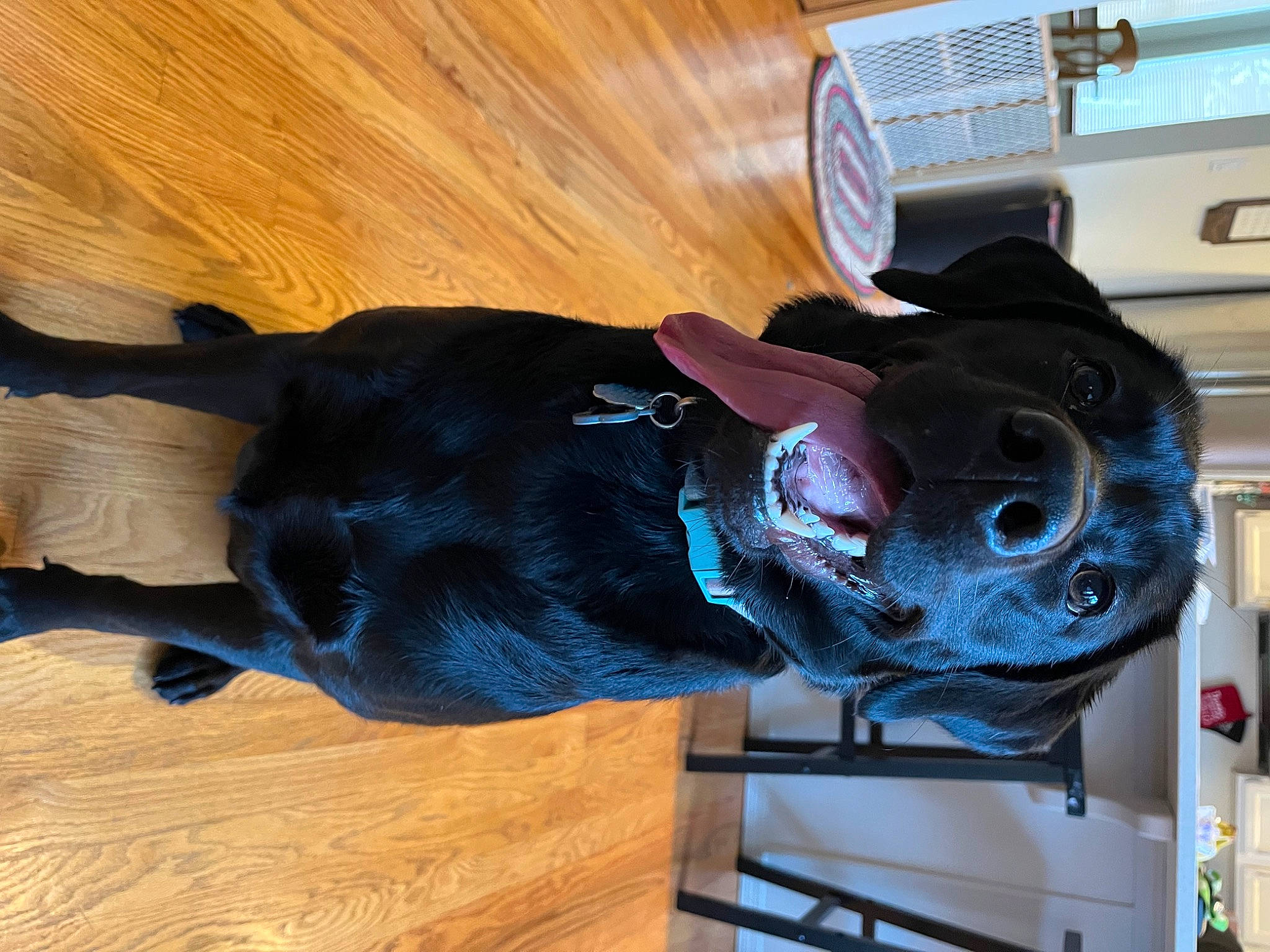 Selah joined the competition — help win amazing prizes! automotive_tire, carnivore, collar, companion_dog, dog, dog_breed, dog_supply, electric_blue, fawn, flooring, hardwood, hat, helmet, laminate_flooring, personal_protective_equipment, pet_supply, snout, tail, wood, wood_stain