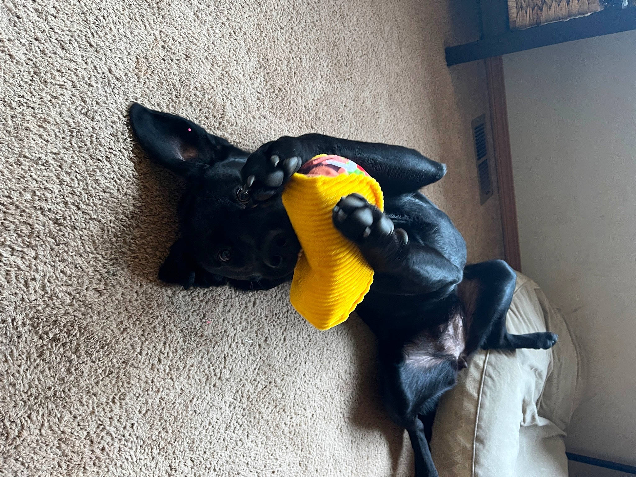 Selah is registered to the contest to win money with this photo: black_cat, carnivore, cat, comfort, companion_dog, dog_breed, fawn, felidae, floor, flooring, foot, grey, human_leg, small_to_medium_sized_cats, snout, stuffed_toy, tail, toy, whiskers, wood