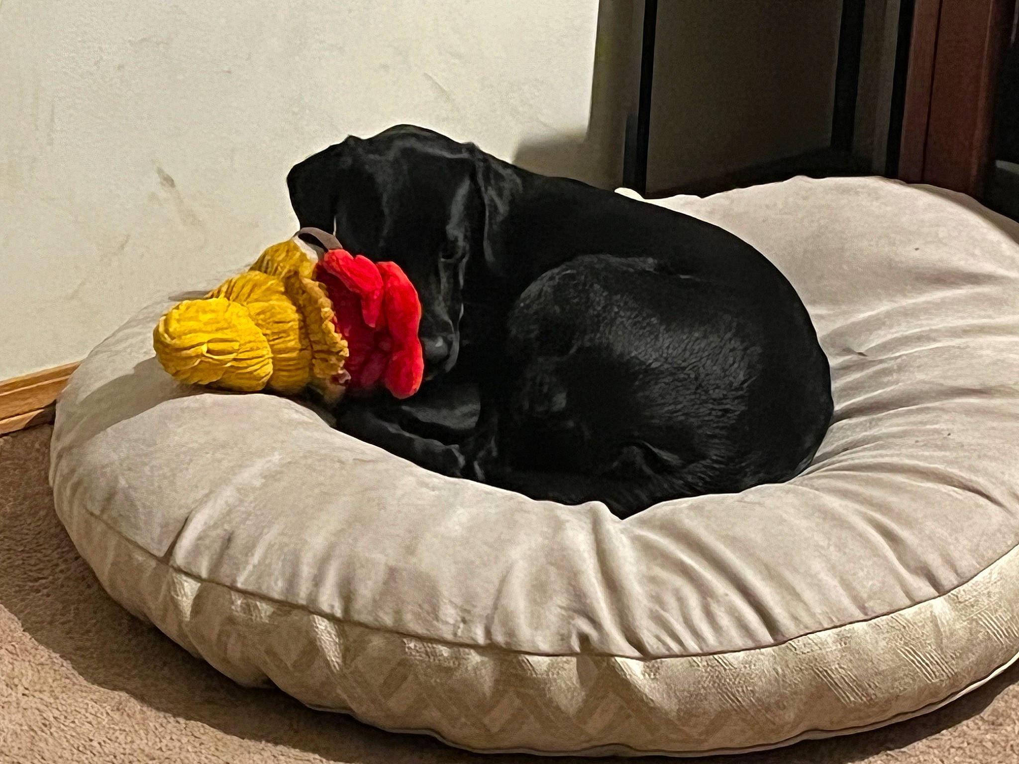 Selah is registered to the contest to win money with this photo: bean_bag, bean_bag_chair, canidae, carnivore, cat_bed, comfort, companion_dog, dog, dog_bed, dog_breed, dog_supply, guard_dog, nap, pet_supply, sleep, sporting_group, studio_couch, terrestrial_animal