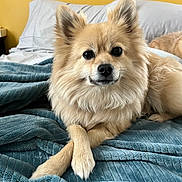 Cisco joined the competition — help win amazing prizes! animal, bed, bedroom, blanket, canine, companion, cozy, cute, dog, fluffy, friendly, fur, golden, indoor, paws_crossed, pet, portrait, relaxed, resting, warm_colors