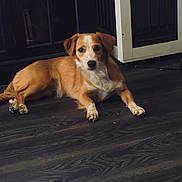 Bailey is registered to the contest to win money with this photo: animal, black, brown, brown_and_white, cabinet, cute, dark_floor, dog, floppy_ears, furniture, home, indoors, looking_at_camera, lying_down, pet, portrait, puppy, relaxed, white, wooden_floor