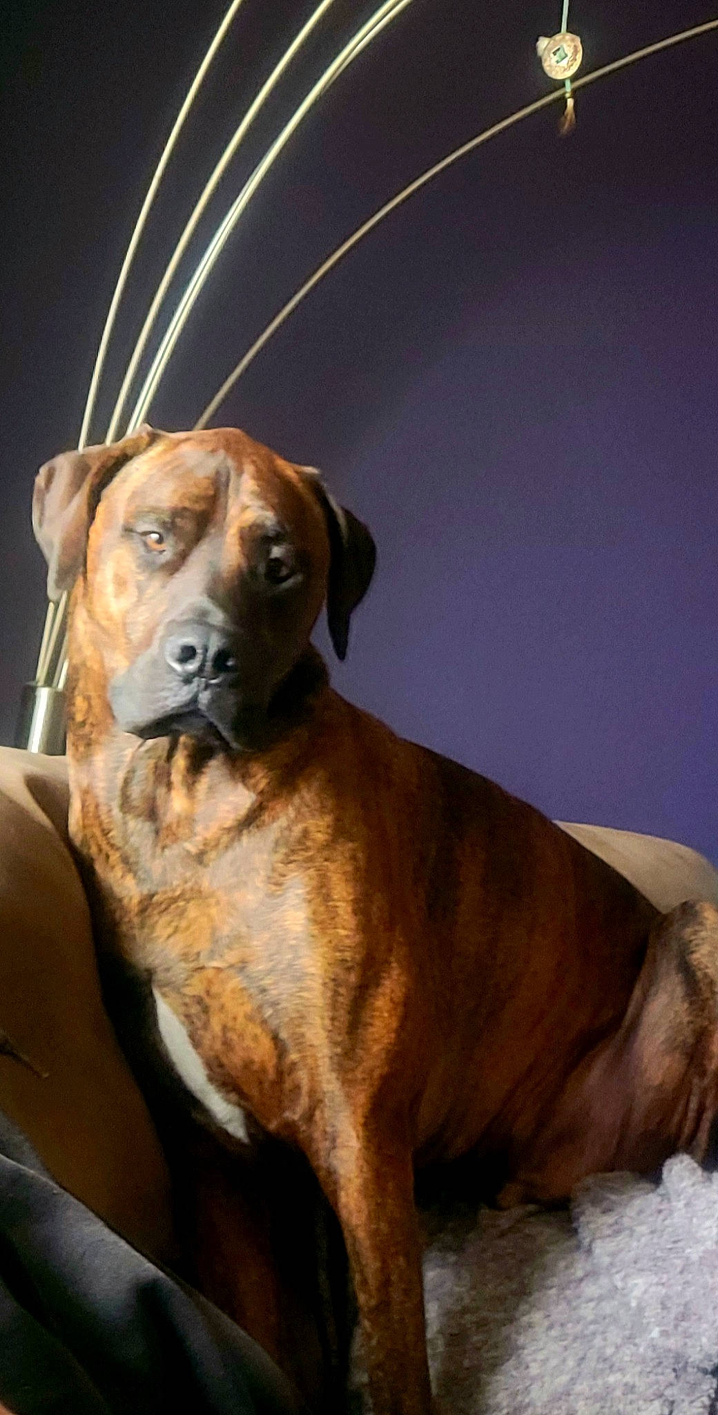 Vinnie joined the competition — help win amazing prizes! ancient_dog_breeds, carnivore, collar, companion_dog, dog, dog_breed, dog_collar, dog_supply, fawn, fur, guard_dog, hound, liver, pet_supply, snout, street_dog, tail, whiskers, working_animal, working_dog