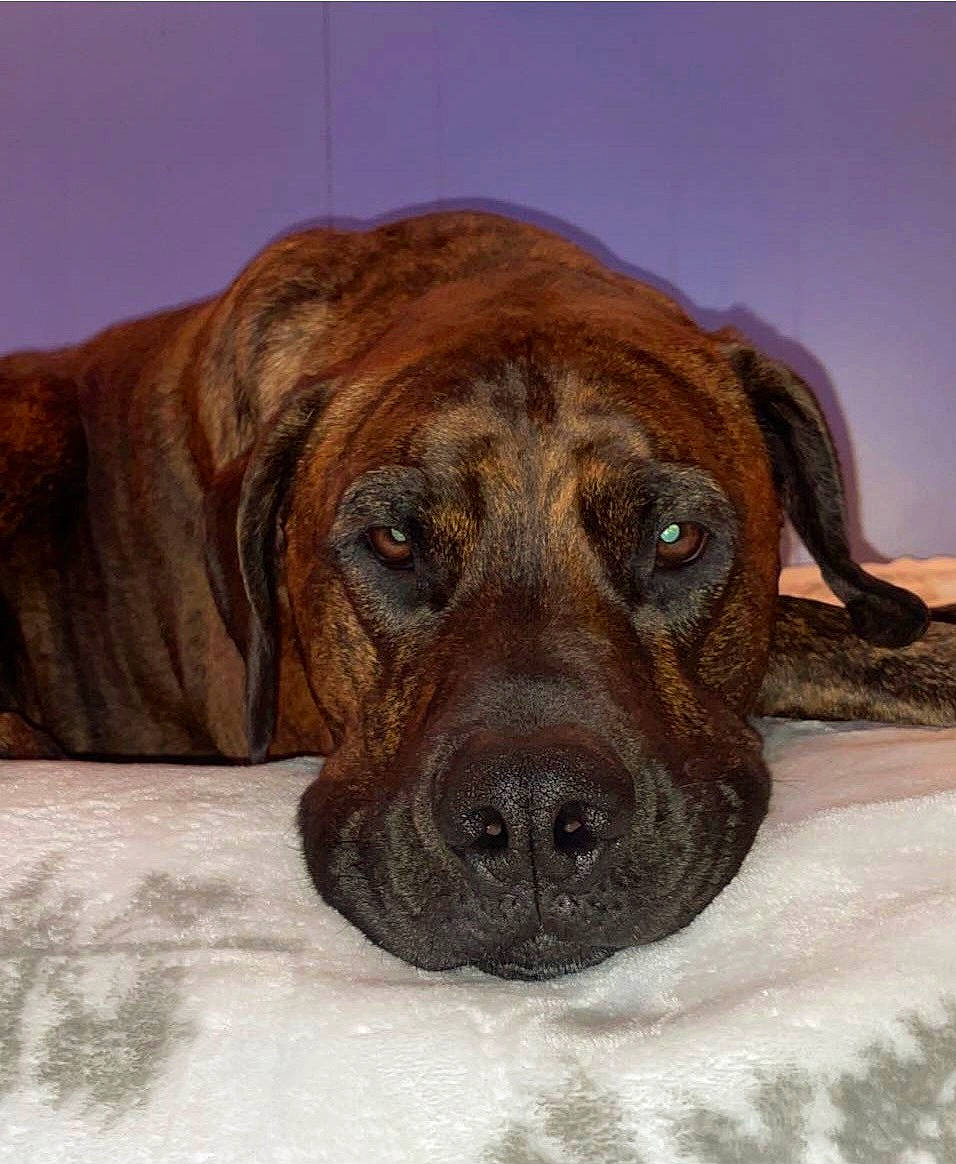 Vinnie joined the competition — help win amazing prizes! canidae, carnivore, companion_dog, dog, dog_breed, fawn, fur, giant_dog_breed, guard_dog, hunting_dog, liver, molosser, non_sporting_group, snout, sporting_group, terrestrial_animal, whiskers, working_animal, working_dog, wrinkle