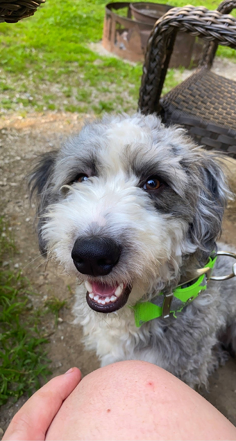 Whiskey joined the competition — help win amazing prizes! canidae, carnivore, collar, companion_dog, dog, dog_breed, dog_collar, grass, plant, small_terrier, snout, sporting_group, terrier, water_dog, working_animal