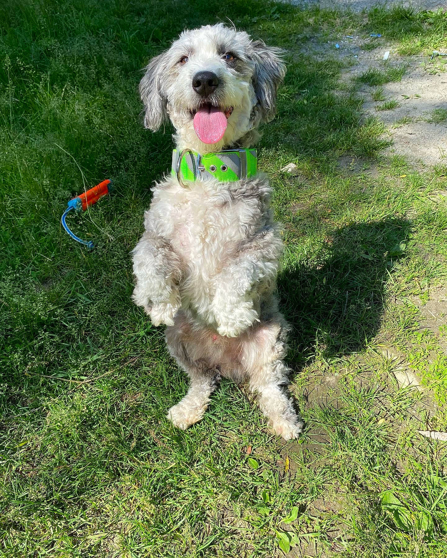 Whiskey is registered to the contest to win money with this photo: canidae, carnivore, collar, companion_dog, dog, dog_breed, dog_clothes, dog_collar, dog_supply, dog_walking, goldendoodle, grass, labradoodle, leash, recreation, small_terrier, terrier, toy_dog, water_dog, working_animal