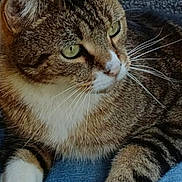 Pattoune a rejoint le concours — aidez-le/la à gagner de superbes lots ! animal, asphalt, calm, cat, close_up, curious, denim, ears, feline, fur, green_eyes, lap, outdoor, paw, pet, resting, tabby_cat, texture, whiskers, white_paws