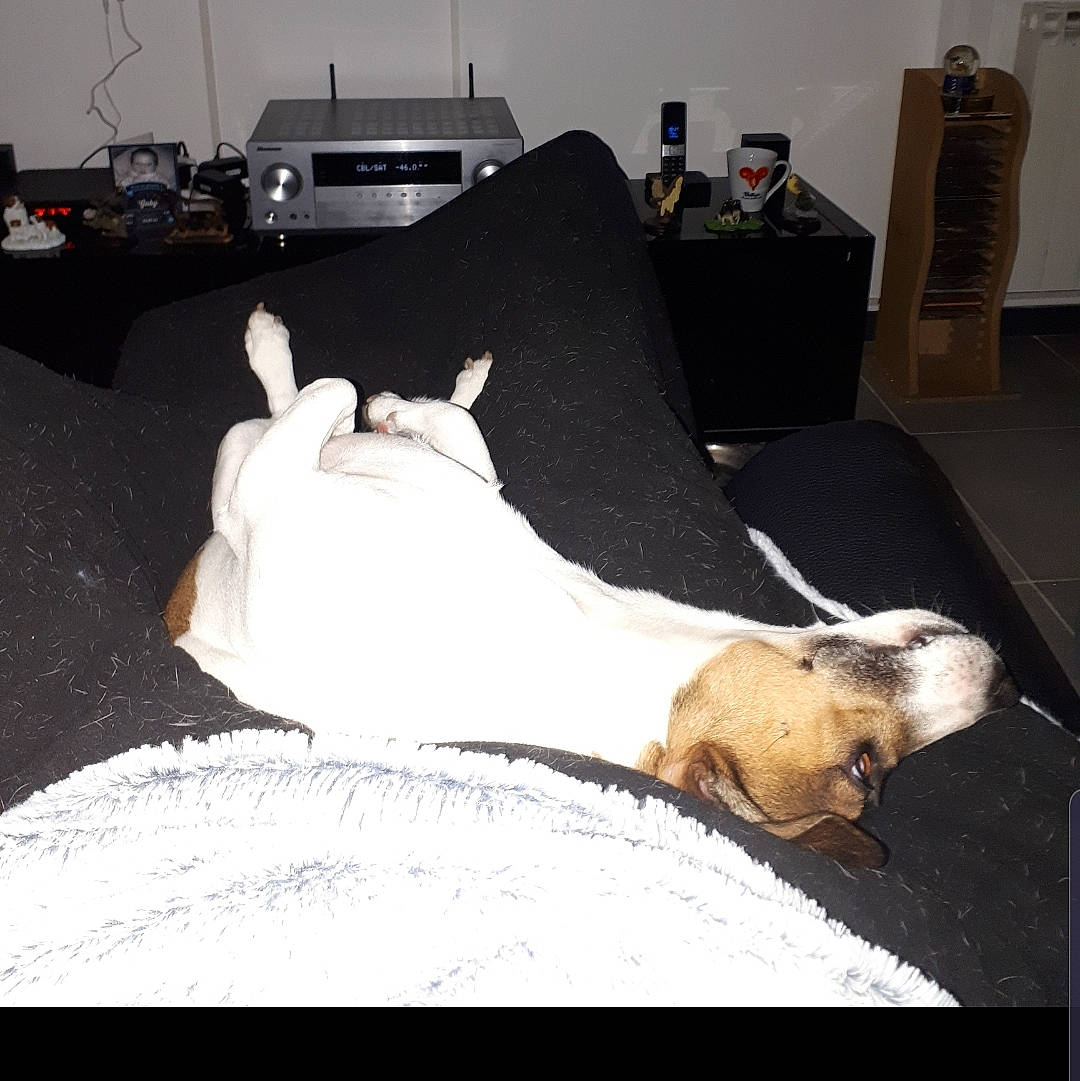 Tyron a rejoint le concours — aidez-le/la à gagner de superbes lots ! canidae, carnivore, companion_dog, nap, puppy, tail