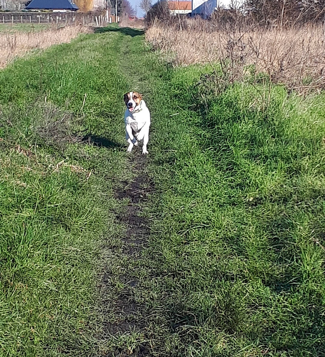 Tyron participe au concours pour gagner de l'argent avec cette photo : canidae, carnivore, dog, dog_breed, dog_walking, grass, grass_family, green, jack_russell_terrier, lawn, mountain, pasture, plant, pointer, shrub, sporting_group, tail, tree