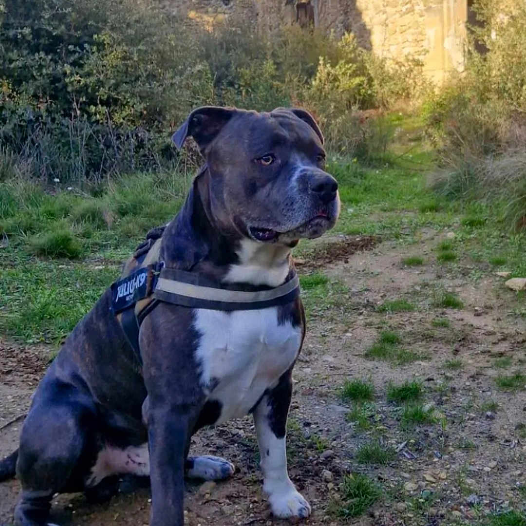 Rio a rejoint le concours — aidez-le/la à gagner de superbes lots ! alert, animal, blue_sky, bushes, canine, daylight, dog, grass, harness, historic, landscape, mammal, nature, old_building, outdoor, pet, rocks, ruins, sitting, stone_wall