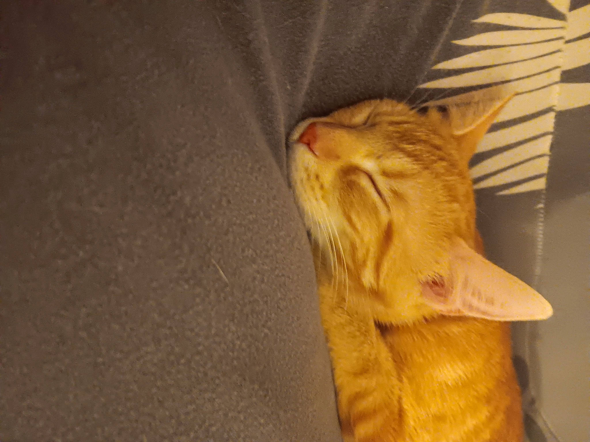 Ana joined the competition — help win amazing prizes! carnivore, cat, claw, comfort, domestic_short_haired_cat, ear, fawn, felidae, flooring, fur, paw, peach, plant, room, small_to_medium_sized_cats, snout, tail, whiskers, window, wood