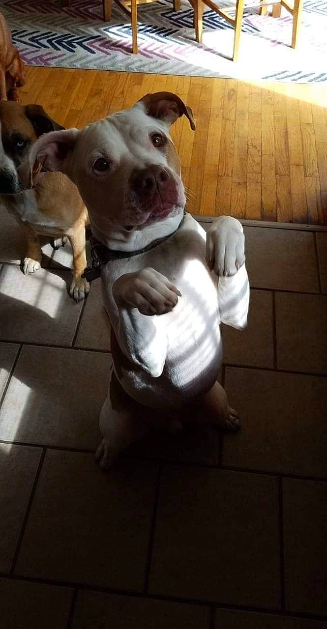 Zeus joined the competition — help win amazing prizes! carnivore, collar, companion_dog, dog, dog_breed, dog_clothes, dog_collar, dog_supply, fawn, flooring, fur, metal, pet_supply, pit_bull, snout, tail, terrier, toy_dog, whiskers, working_animal