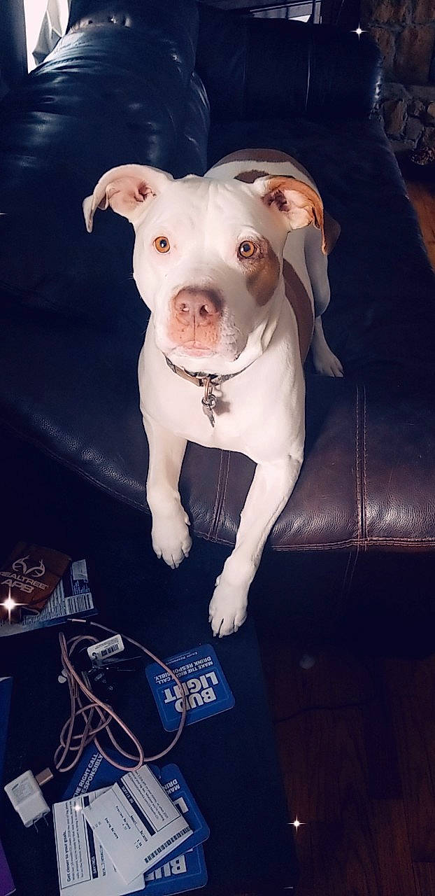 Zeus joined the competition — help win amazing prizes! american_bulldog, american_pit_bull_terrier, american_staffordshire_terrier, canidae, carnivore, companion_dog, dog, dog_breed, dogo_argentino, ear, fawn, mammal, non_sporting_group, nose, pit_bull, puppy, rare_breed_dog, snout, sporting_group, staffordshire_bull_terrier