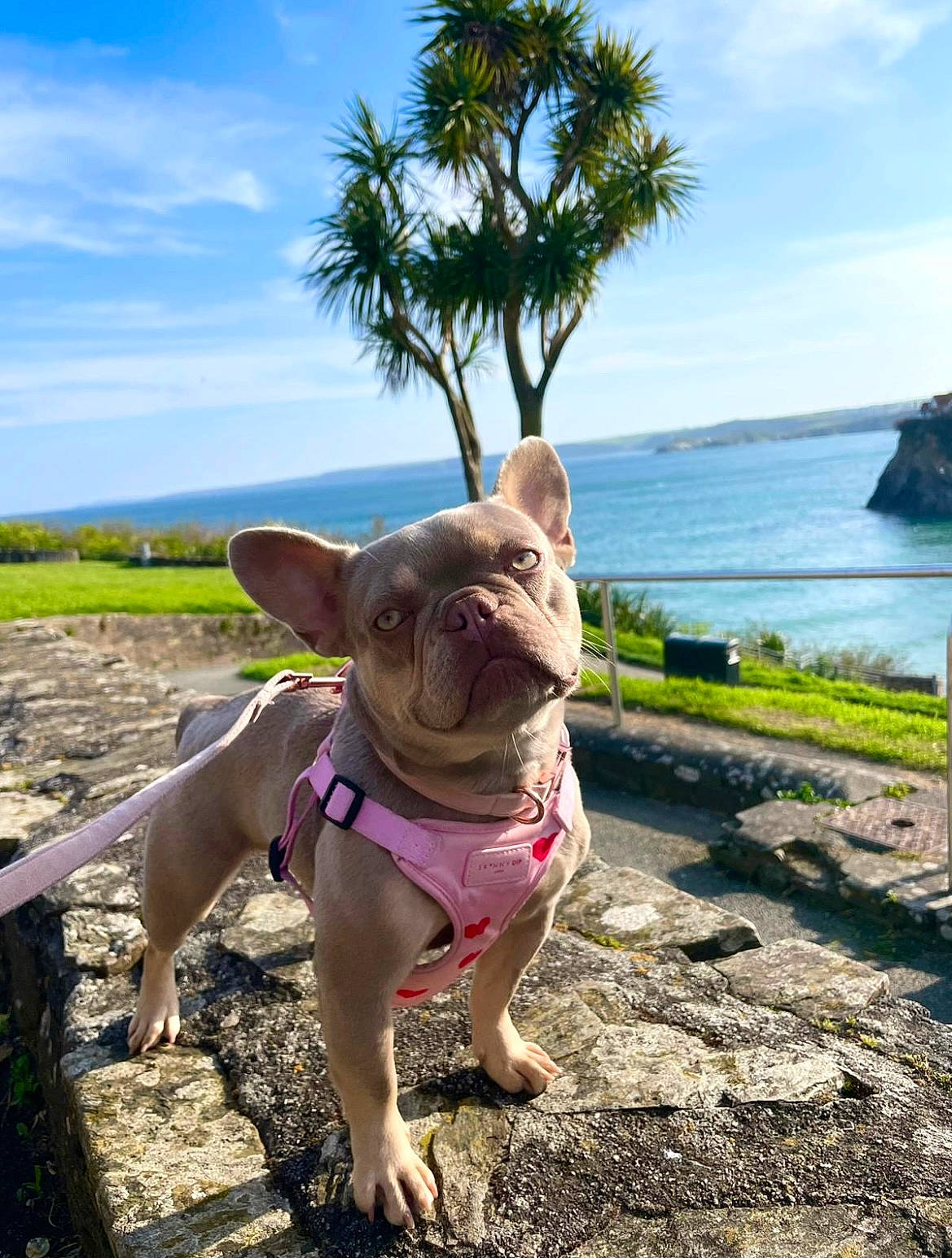 Zara joined the competition — help win amazing prizes! bulldog, canidae, carnivore, cloud, collar, companion_dog, dog, dog_breed, fawn, grass, lake, landscape, leash, plant, sky, snout, sporting_group, tree, water, working_animal