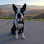 dog, boston_terrier, pet, portrait, outdoors, mountains, sunset, pavement, collar, ears, sitting, grass, hills, sky, nature, landscape, shadow, front_paws, attentive, cute