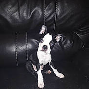 Furgus is registered to the contest to win money with this photo: dog, puppy, boston_terrier, black_and_white, leather_sofa, couch, pet, sitting, portrait, flash_photo, indoors, ears, big_eyes, white_paws, cute, looking_up, paw, fur, tiny, attention