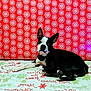 dog, boston_terrier, pet, animal, black_and_white, lying_down, blanket, snowflake_pattern, red_background, festive, christmas, indoor, portrait, looking_at_camera, ears_up, bedding, cozy, cute, resting, patterned_wall