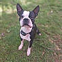 dog, boston_terrier, pet, outdoors, grass, collar, sitting, portrait, close_up, black_and_white, muzzle, nose, eyes, ears_up, cute, animal, shallow_depth_of_field, ground, nature, alert