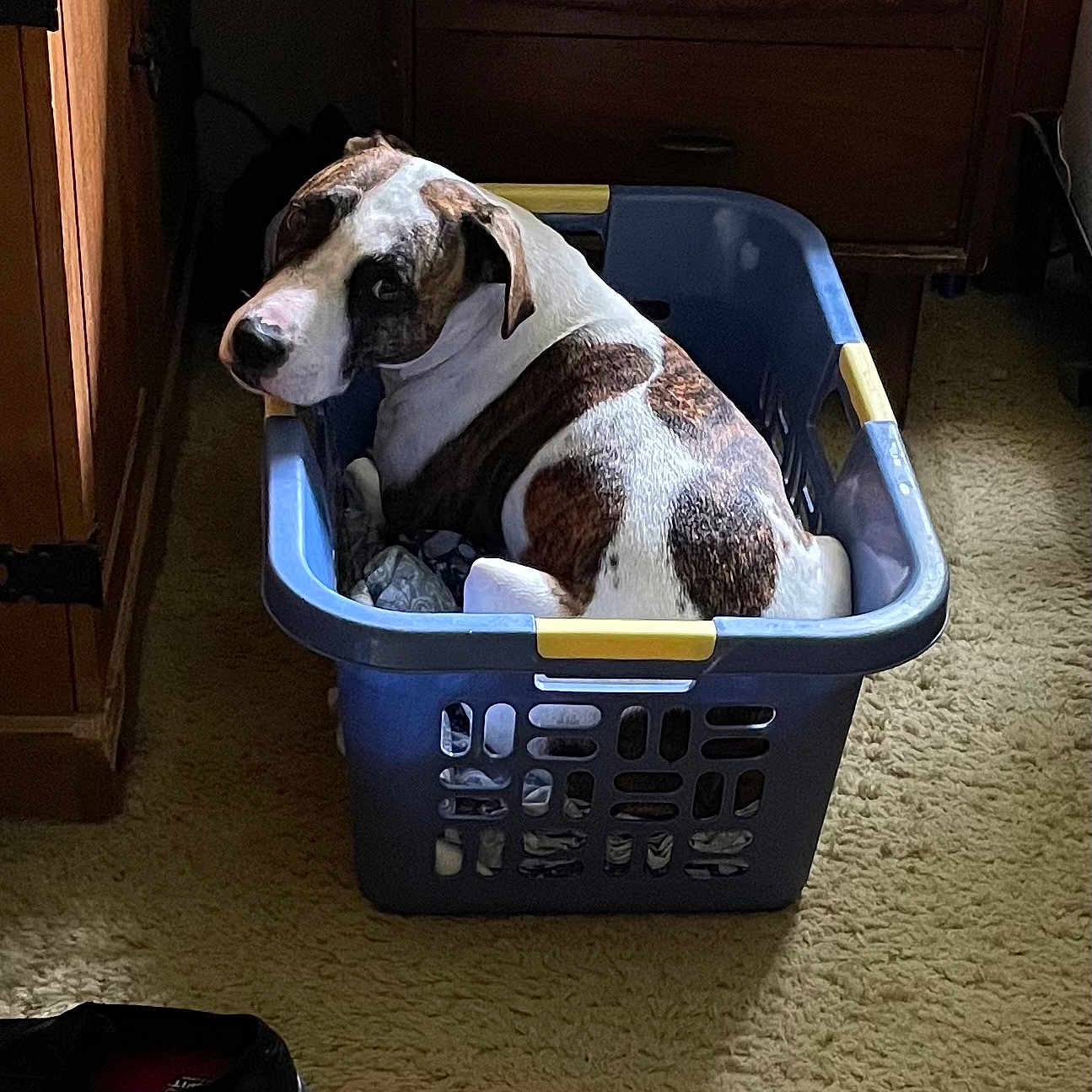 Abby joined the competition — help win amazing prizes! bag, basket, box, cabinetry, canidae, carnivore, collar, companion_dog, dog, dog_breed, dog_supply, fawn, luggage_and_bags, pet_supply, snout, sporting_group, storage_basket, wicker, wood, working_animal